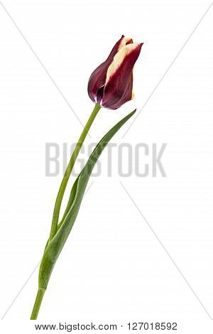 Flower tred ulip isolated on white background