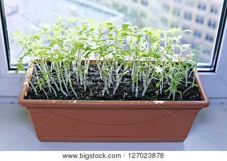 Tomato seedlings on the windowsill at home