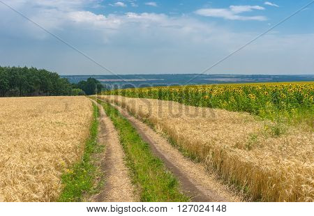 Ukrainian summer landscape with wheat field and country road