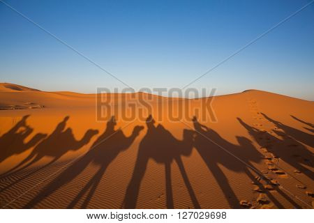 Camal caravan on a Nomad trip through sand desert