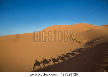 Camal caravan on a Nomad trip through sand desert