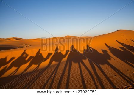 Camal caravan on a Nomad trip through sand desert