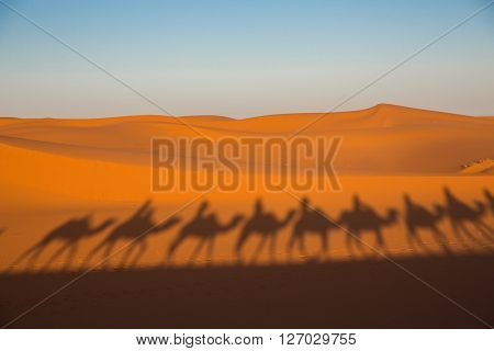 Camal caravan on a Nomad trip through sand desert