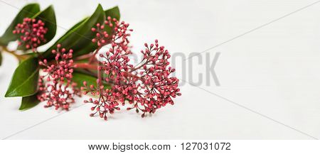 Skimmia japonica buds on the white background