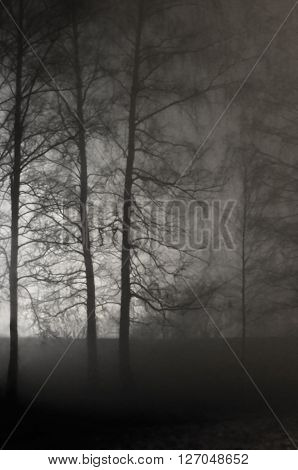 Illuminated Naked Leafless Branches Misty Trees Silhouettes Black Stone Wall Vertical Bright Background Lit Outdoor Night Scene Brightly Glowing Searchlight Light Loneliness Concept Solitude Metaphor Deserted Outdoors Foggy Rainy Autumn Midnight Darkness