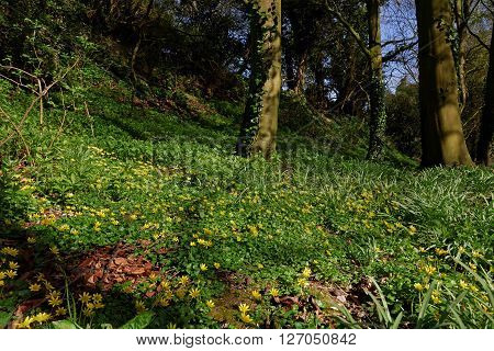 A carpet of Lesser Celandines (Ficaria Verna) in a UK wood in spring