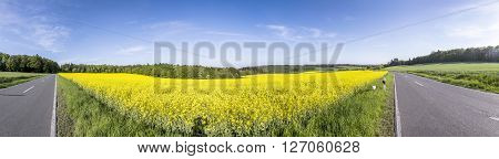 Spring Countryside Of Yellow Rapeseed Fields In Bloom