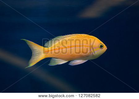 Sea goldie (Pseudanthias squamipinnis), also known as the lyretail anthias. Wild life animal. 