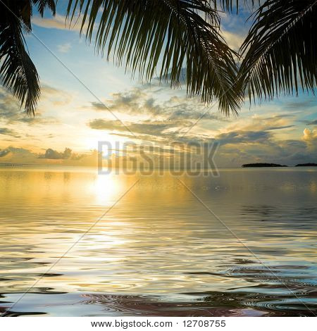 Palme a strapiombo delle acque al tramonto
