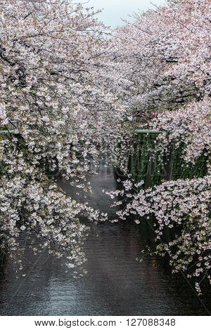 Nakameguro Canal this area is popular sakura spot in Tokyo with beautiful canal.