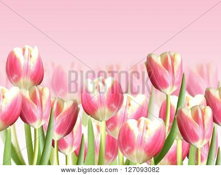 Delicate floral pattern. Pink tulips. Isolated. Macro