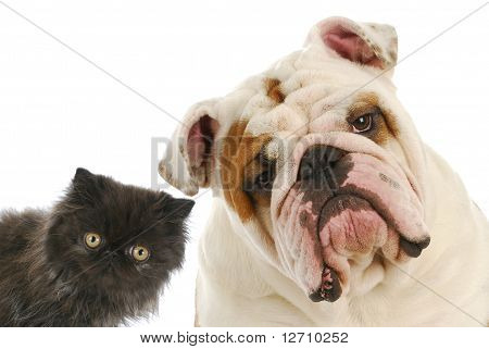 Hond en kat