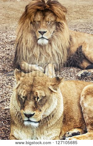 Couple of Barbary lions - Panthera leo leo. Male and female. Atlas lion. Critically endangered species.