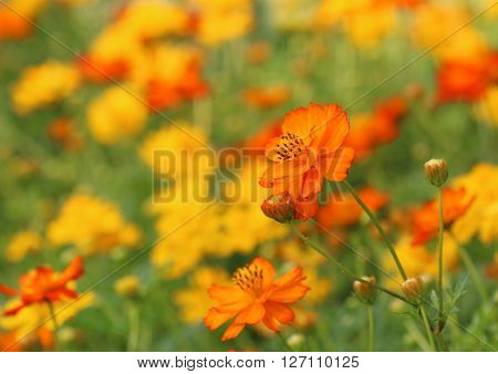 Field of yellow and orange cosmos flowers on a hot afternoon