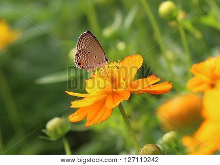 Common butterfly feeding on the pollens of a cosmos flower