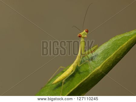 Juvenile praying mantis which has yet to turn brown perched on a leaf.
