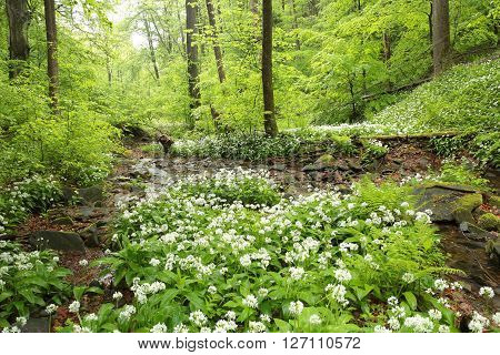 Forest stream Nature background Forest stream river Nature background Forest stream brook Nature background Forest stream spring deciduous trees water Nature background foliage leaves waterfall Nature background Natural environment Nature background.