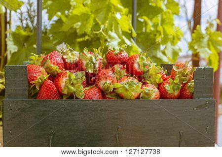 strawberries in wooden box, strawberries in the field