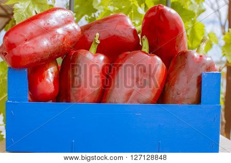 red peppers in a wooden box, red peppers in the field