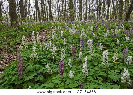 Springtime in deciduous forest. Blossom birthwort flowers create multicoloured flower-bed.
** Note: Soft Focus at 100%, best at smaller sizes