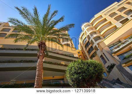 Portomaso Malta City landscape with palm Tree