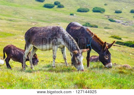 Drove Of Donkeys Resting In The Green Meadow