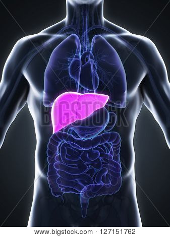 Human Liver Anatomy Illustration . 3D render