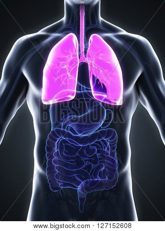 Human Respiratory System Illustration . 3D render
