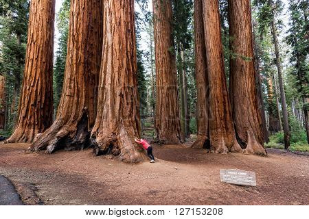 View of a girl in Sequoia National Park