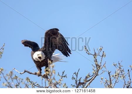 An American Bald Eagle on a treee on a beautiful day.
