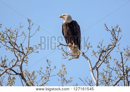 An American Bald Eagle on a treee on a beautiful day.