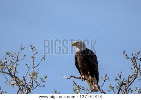 An American Bald Eagle on a treee on a beautiful day.