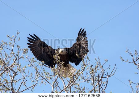 An American Bald Eagle landing on a treee on a beautiful day.