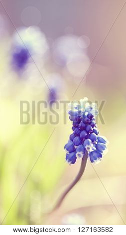 Spring flower of a muskari in the morning