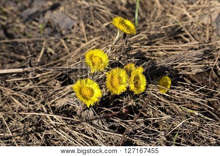 the first spring flowers mother and stepmother