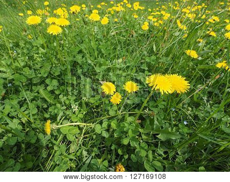 Common Dandelion Flower With Bee