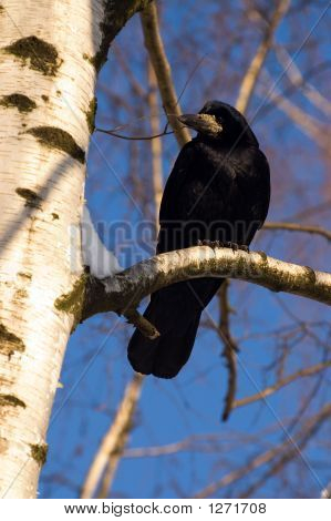Crow