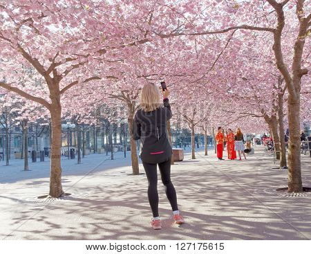 STOCKHOLM SWEDEN - APRIL 23 2016: Woman taking a picture with her phone of the beautiful pink cherry bloom in Kungstradgarden in central Stockholm
