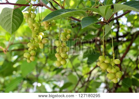 branches of schisandra with green not ripe berries in the process of growth