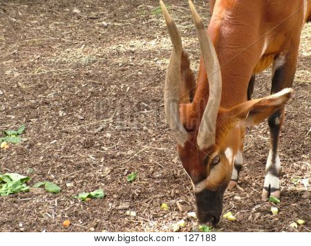 Östra Bongo