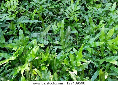 Background Pattern Horizontal of Polypodium Diversifolium Leaves Textured or Green Bush Background.