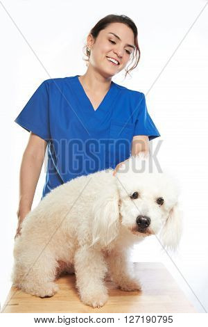 White Poodle On Check With Veterinar