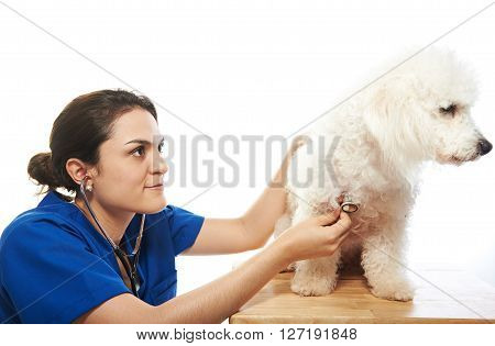 Checking Heath Of Dog