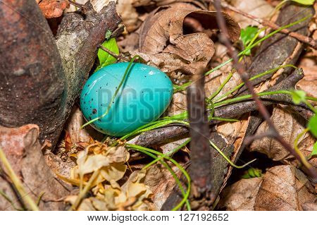 nest with blue egg of Turdus Philomelos bird