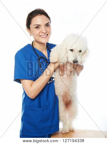 Healthy Dog With Veterinar