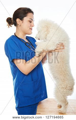White Poodle With Veterinar