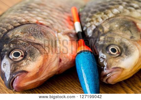 carp with fishing tackle on the wooden background