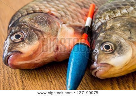 carp with fishing tackle on the wooden background