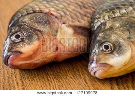 carp with fishing tackle on the wooden background