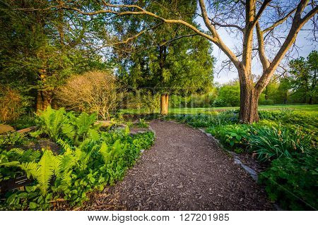 Woodland Garden At Cylburn Arboretum, In Baltimore, Maryland.